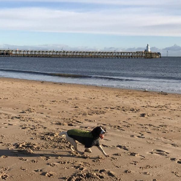 Karen's dog on Blyth beach. Karen's Kottages